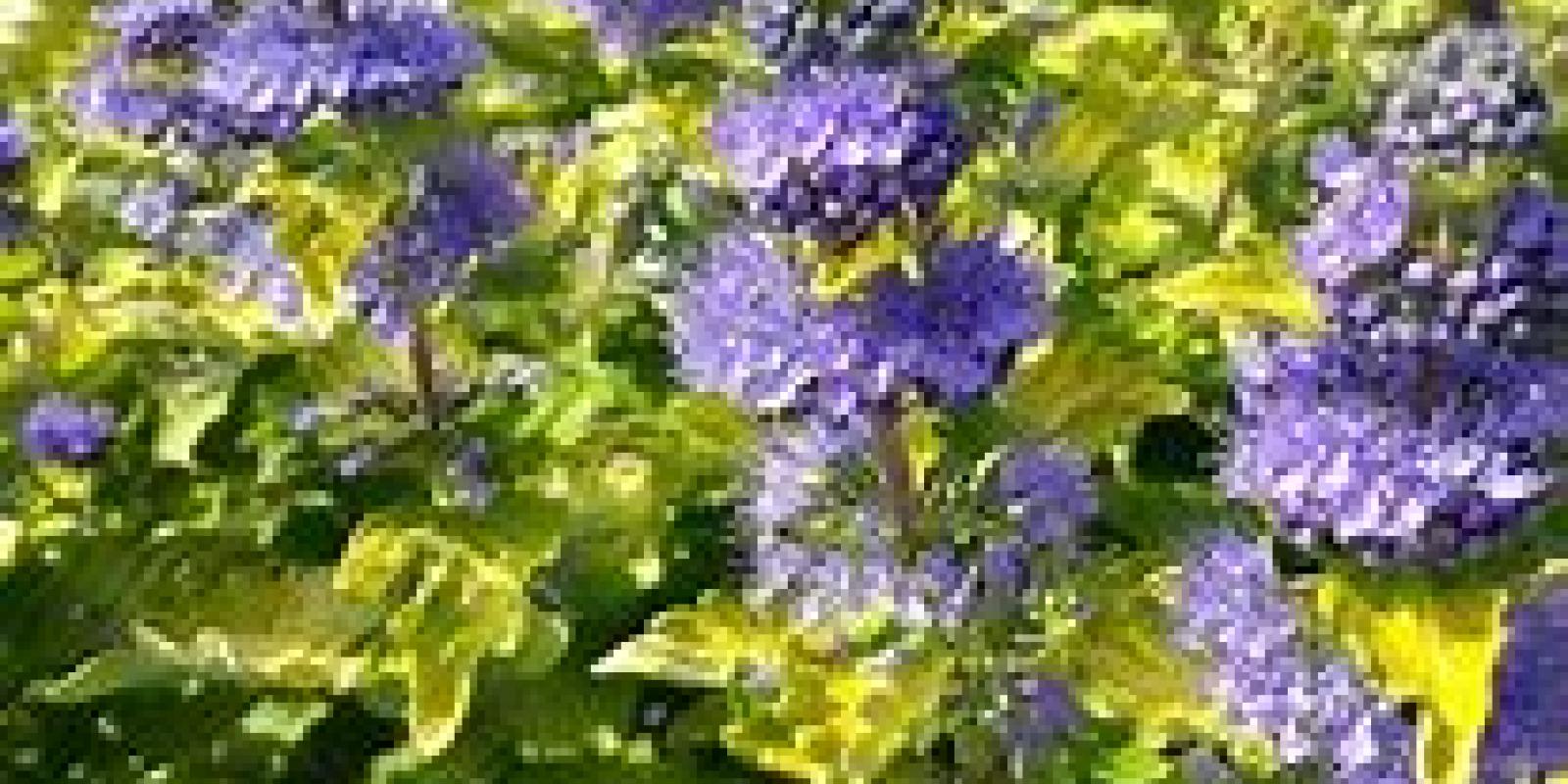 Plante : CACLGOGO