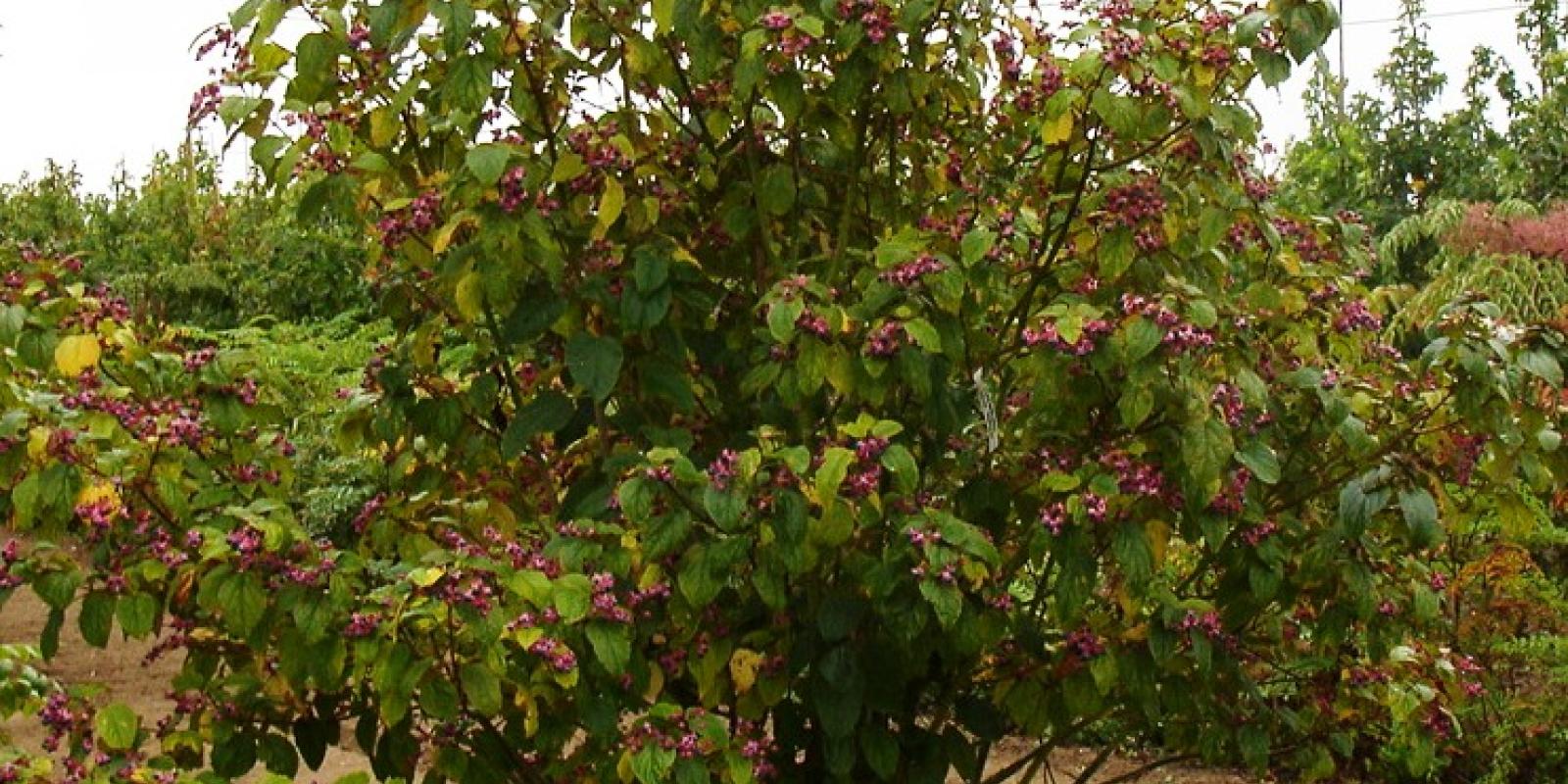 Plante : CLBU