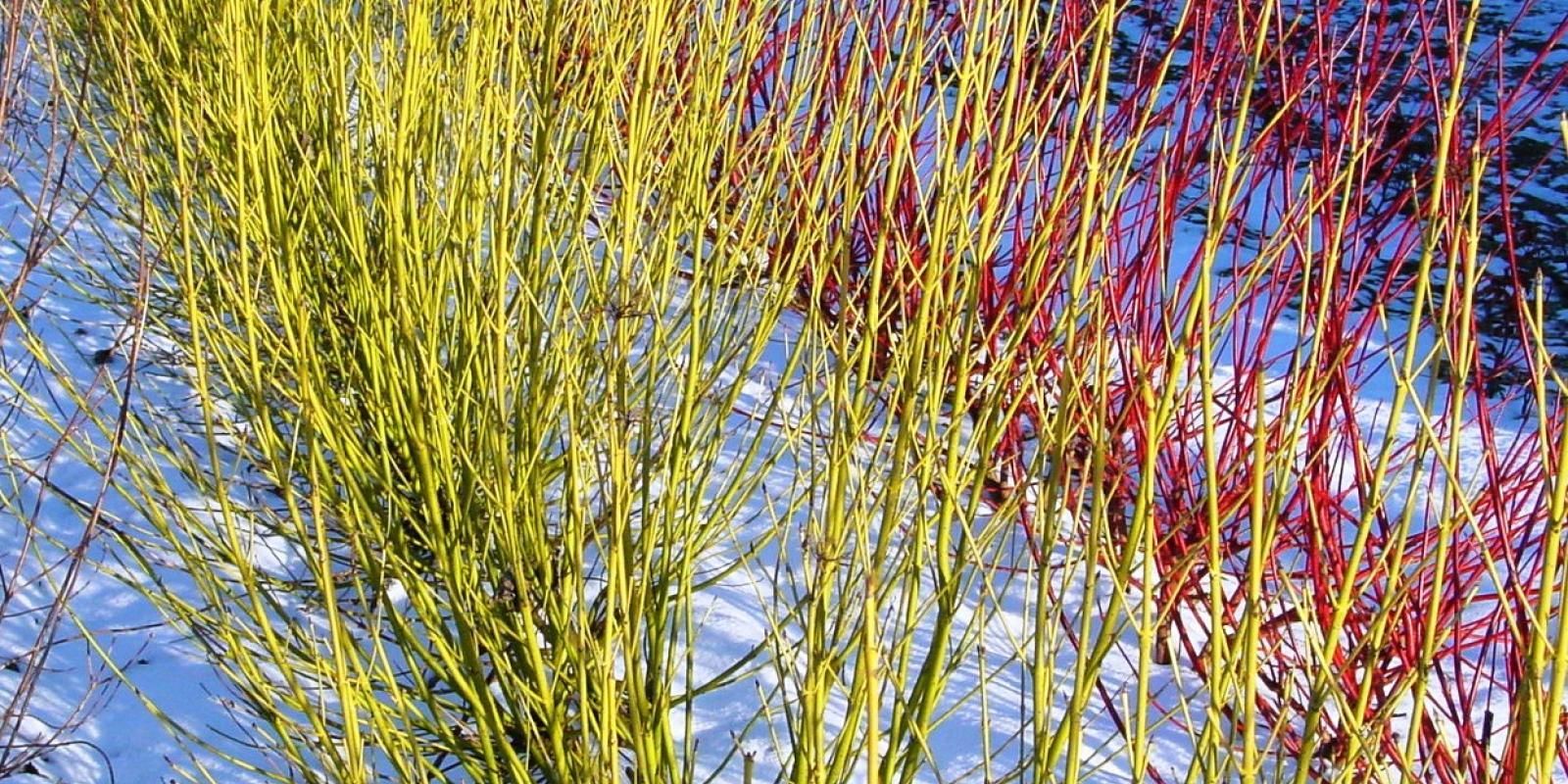 Plante : COSTFLPF