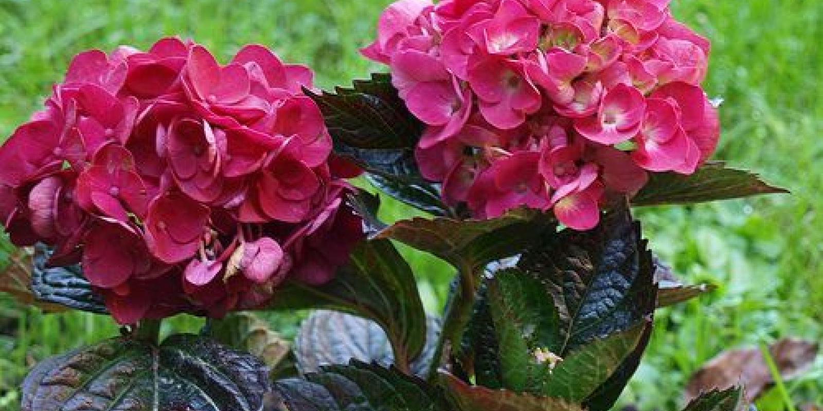 Plante : HYMABLA