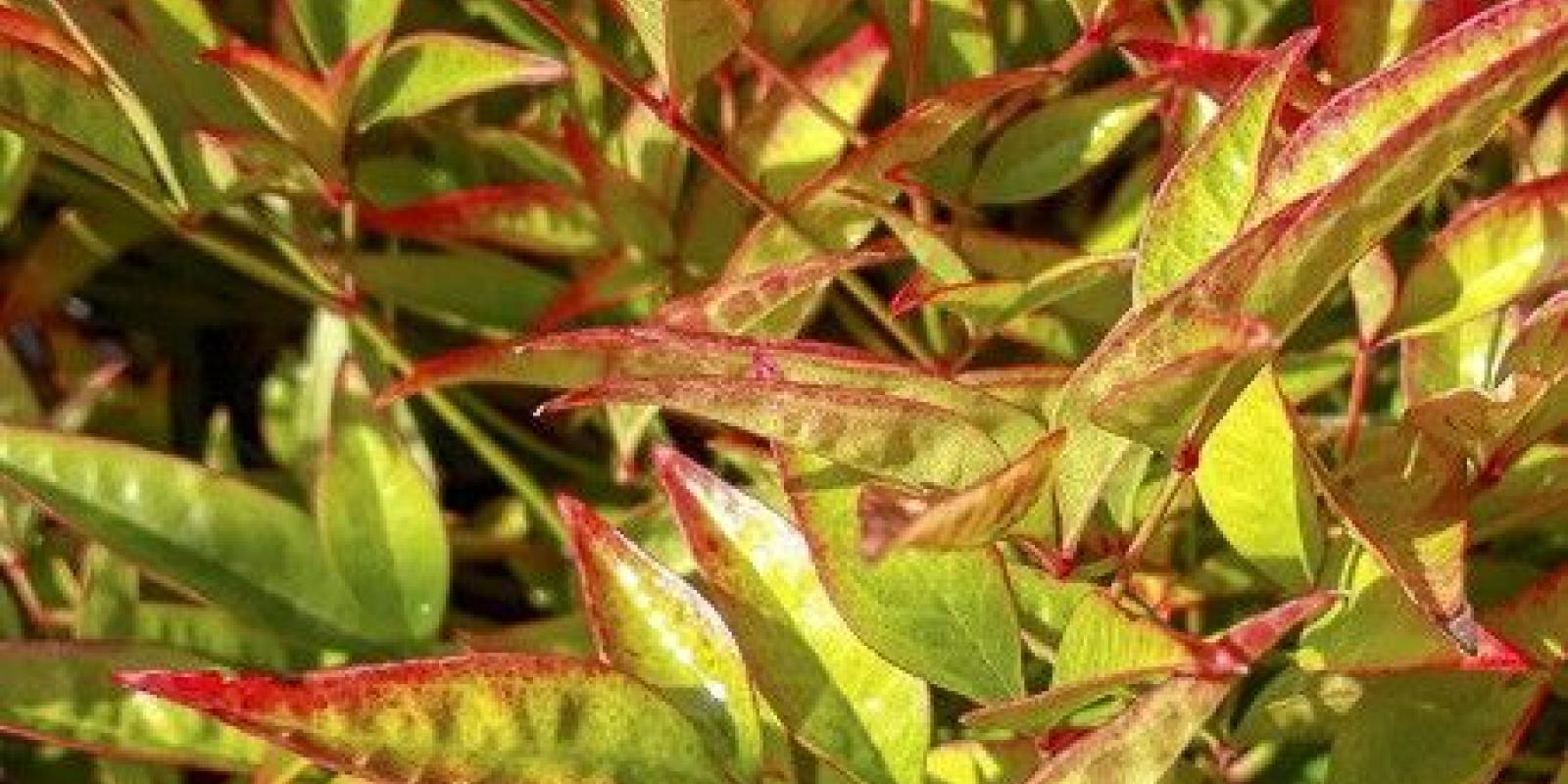 Plante : NADOMOBA