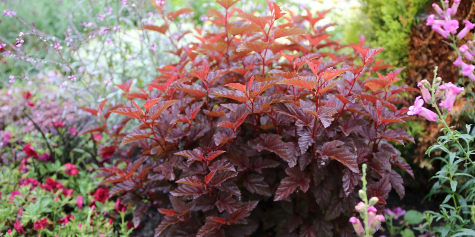Plante : PHOPLIAN