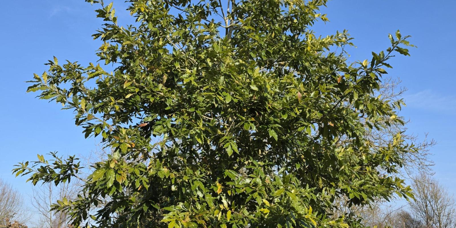 Plante : QURHMA