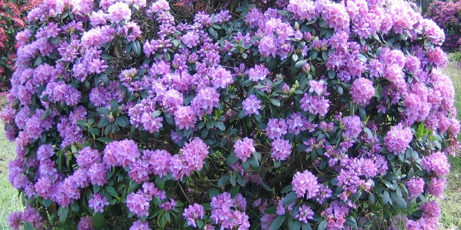 Plante : RHCA