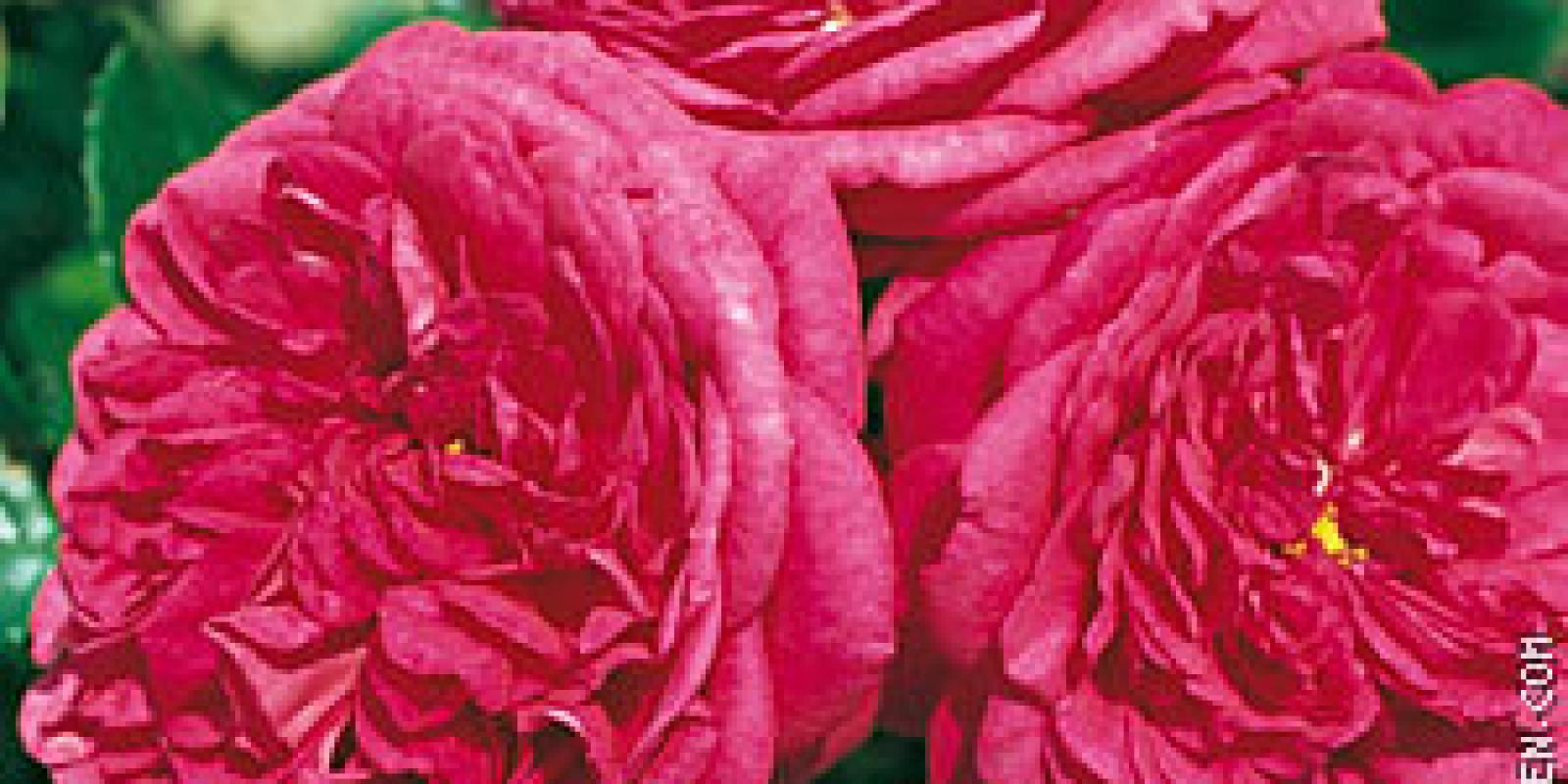 Plante : ROGRLA