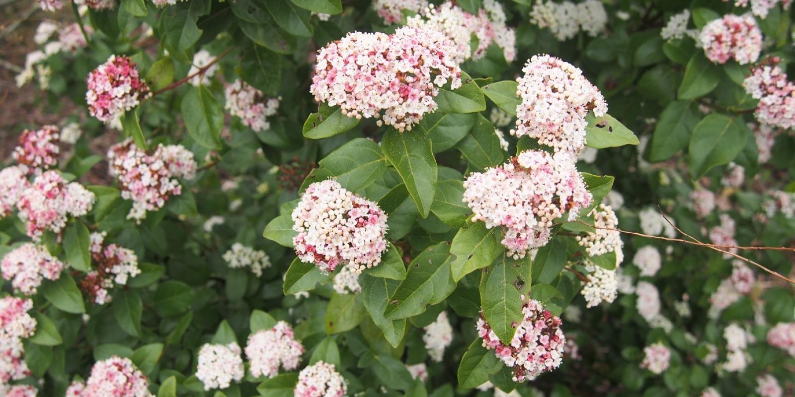 Plante : VITILI