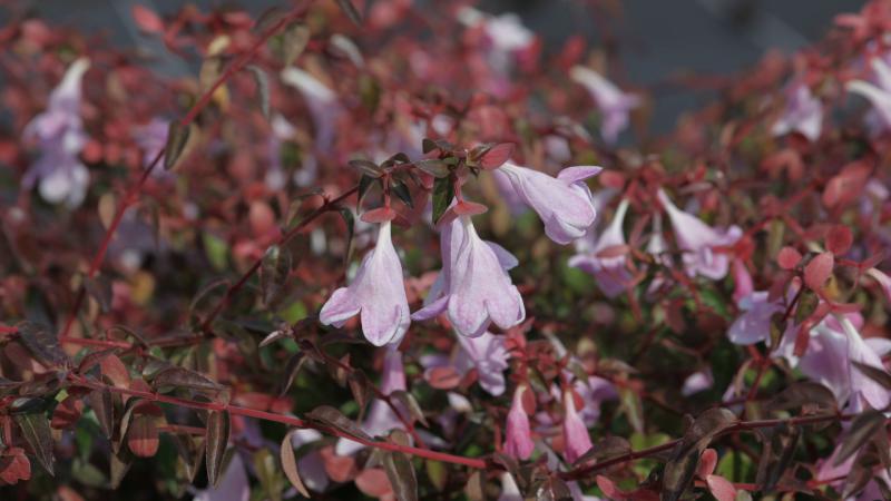Plante : ABPIBE