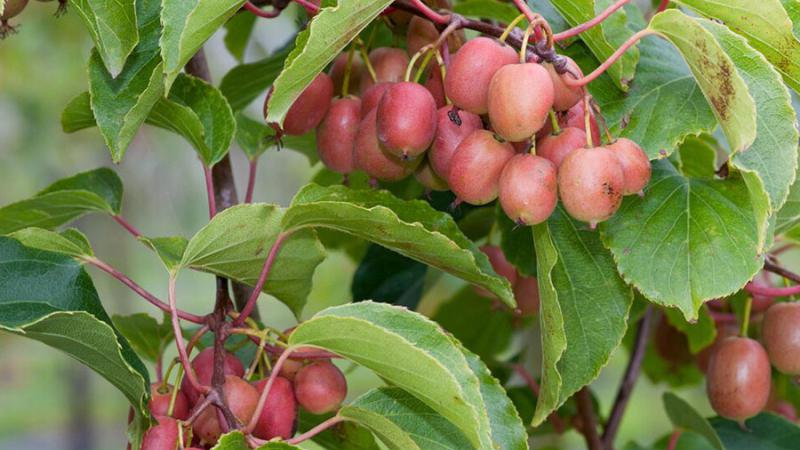 Plante : ACARKERE