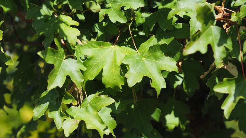 Plante : ACCAEL