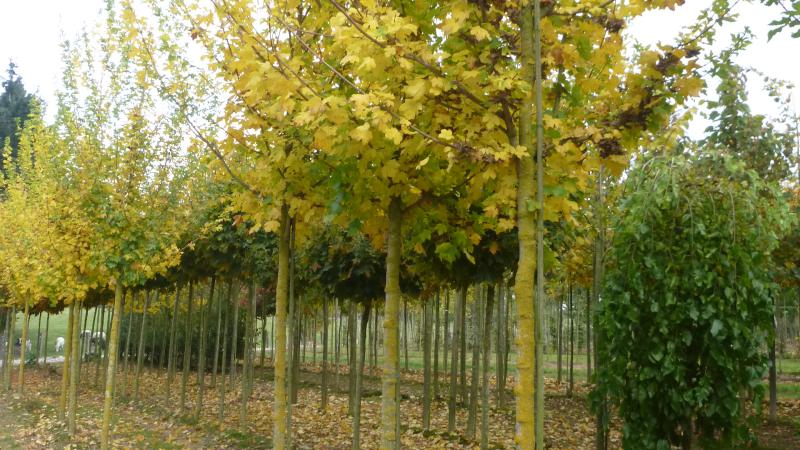 Plante : ACCALA