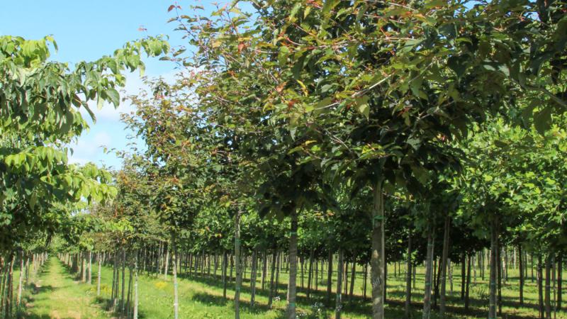 Plante : ACCAMP