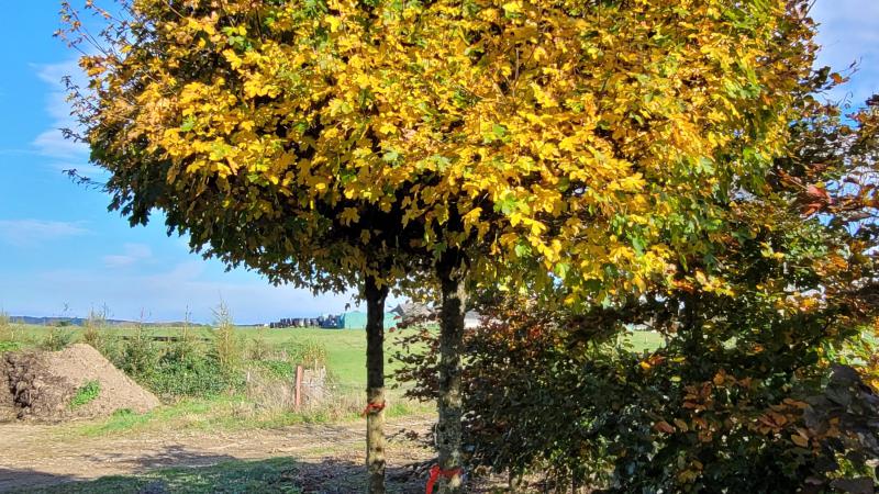 Plante : ACCANA