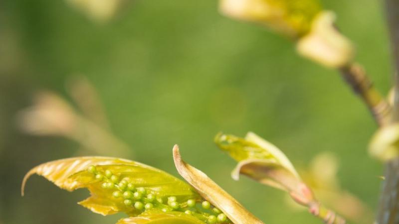 Plante : ACCAP