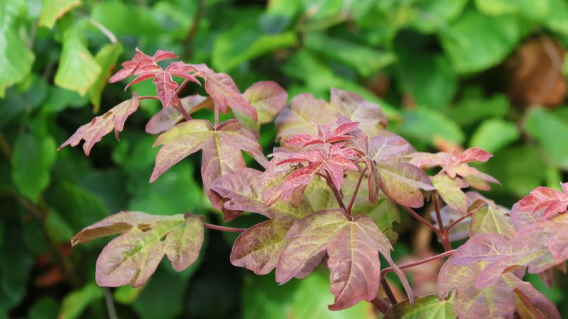Plante : ACCARE