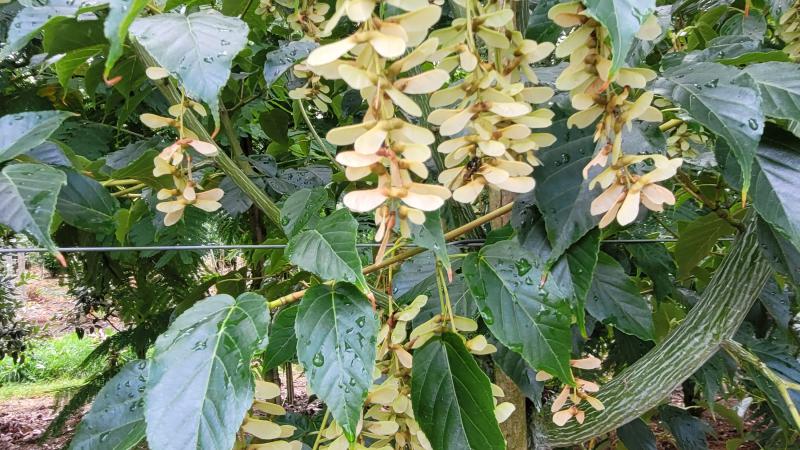 Plante : ACDAMASP