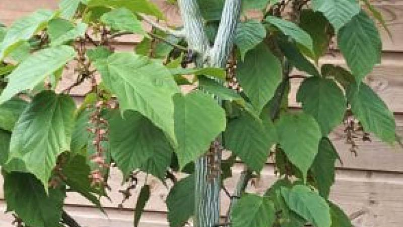 Plante : ACDAVI