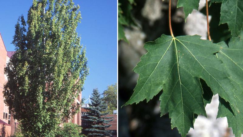 Plante : ACFRAM