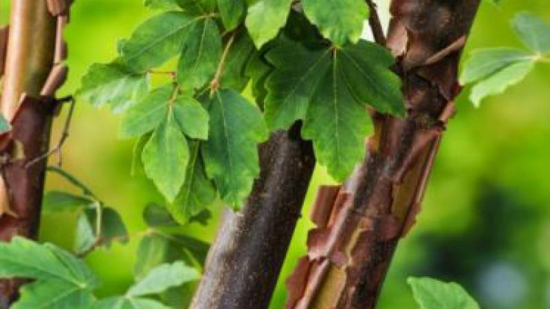 Plante : ACGR