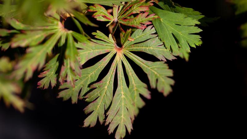 Plante : ACJA