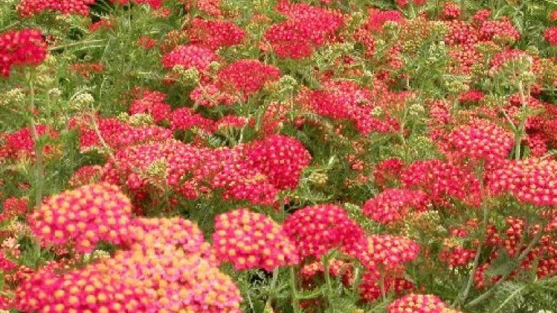 Plante : ACMIPA
