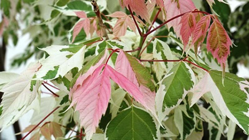 Plante : ACNEFL