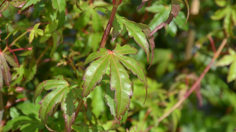 Plante : ACPA