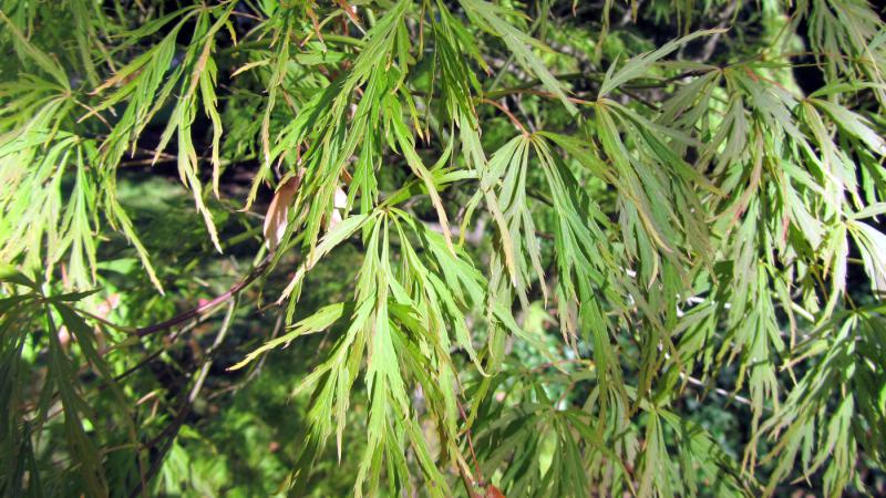 Plante : ACPADI