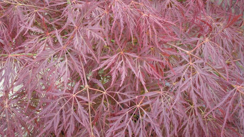 Plante : ACPADIPU