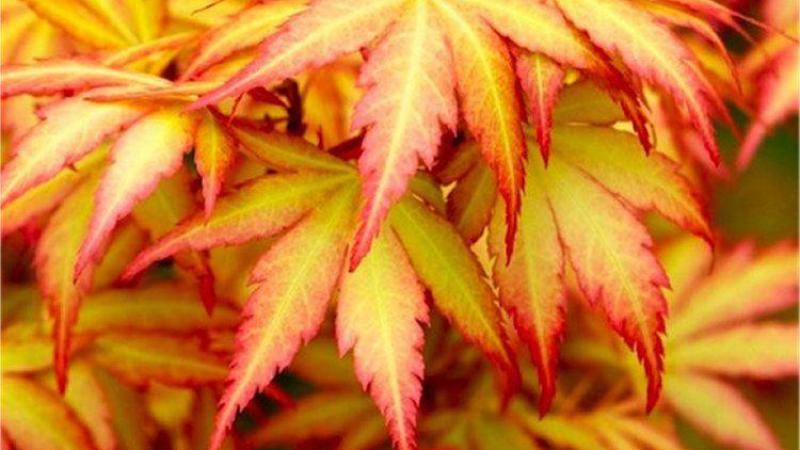 Plante : ACPAORDR
