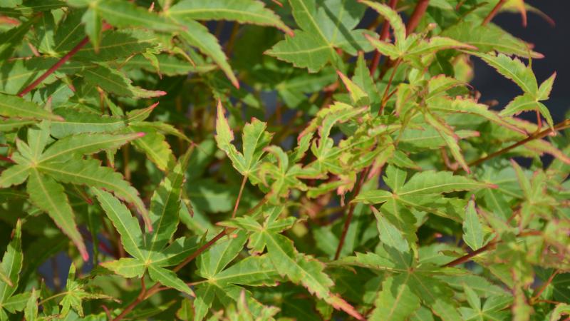 Plante : ACPASA