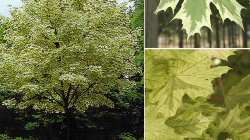Plante : ACPLDR