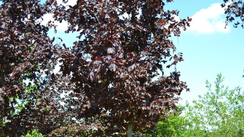 Plante : ACPLFABL