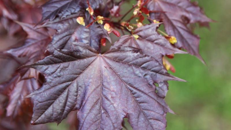Plante : ACPLRR