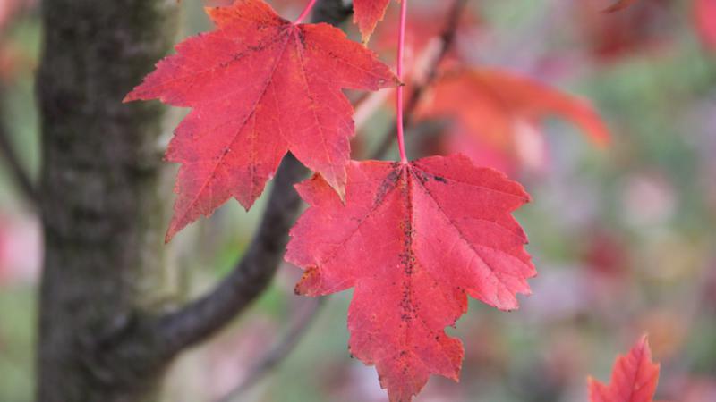 Plante : ACRUSO