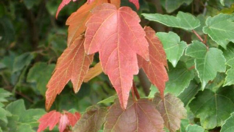 Plante : ACRUSURE