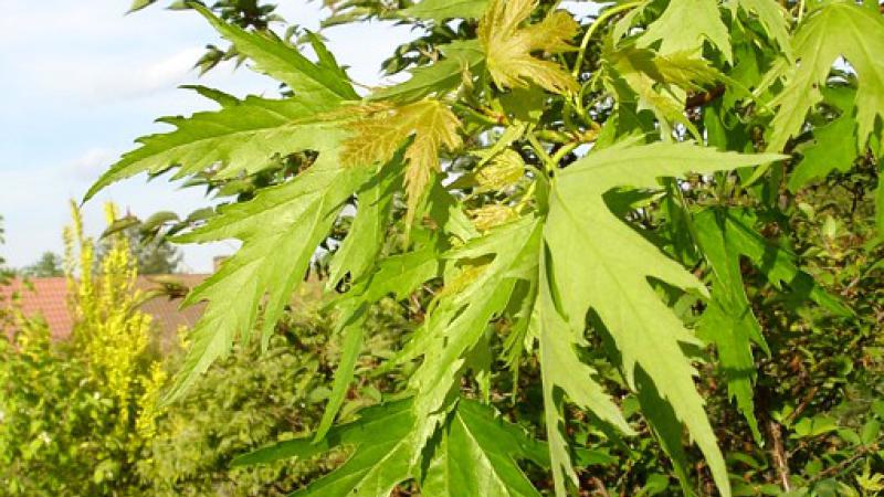 Plante : ACSALAWE