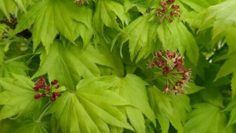 Plante : ACSHAU