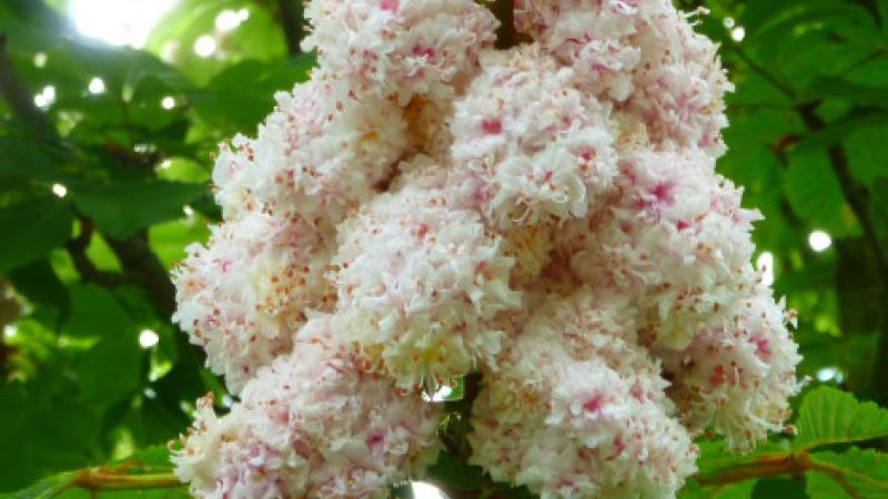 Plante : AEBA