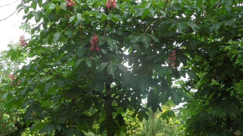 Plante : AEBR