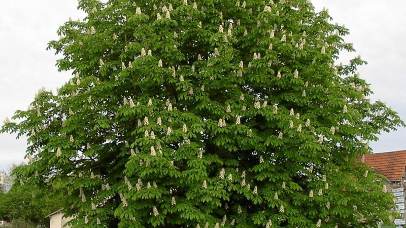 Plante : AEHI