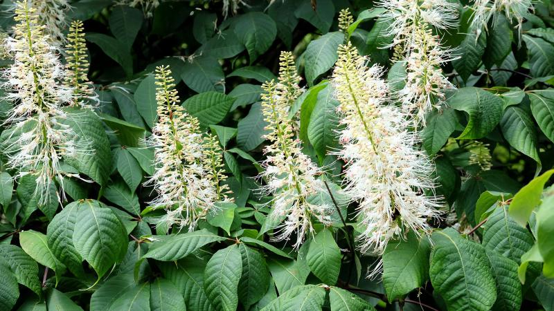 Plante : AEPA