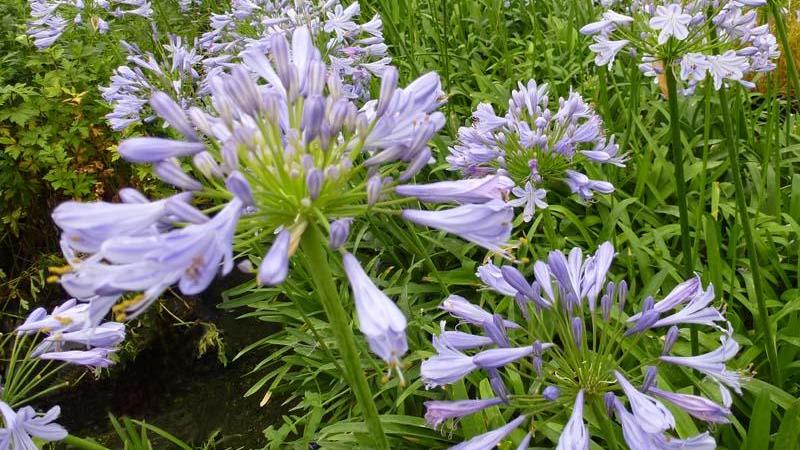 Plante : AG