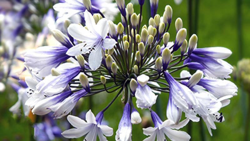 Plante : AGAFTW