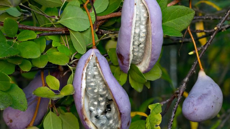 Plante : AKQU
