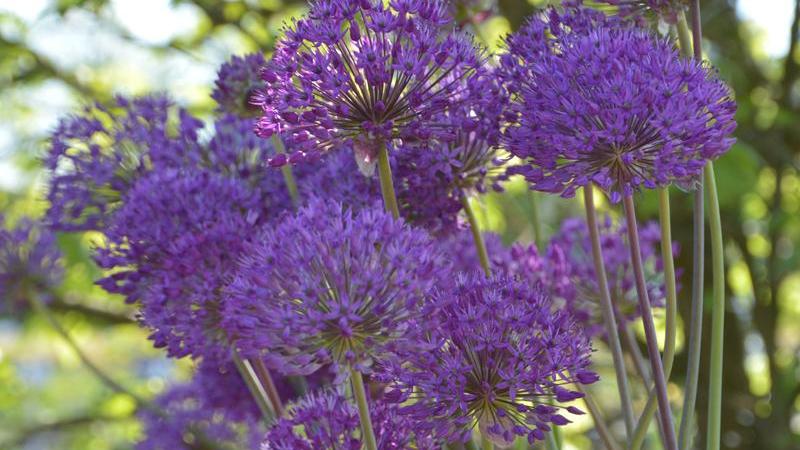 Plante : ALAFPUSE
