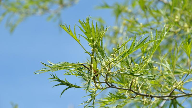 Plante : ALGLIM