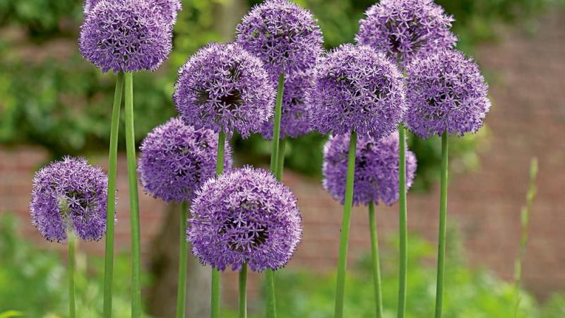 Plante : ALHYGL