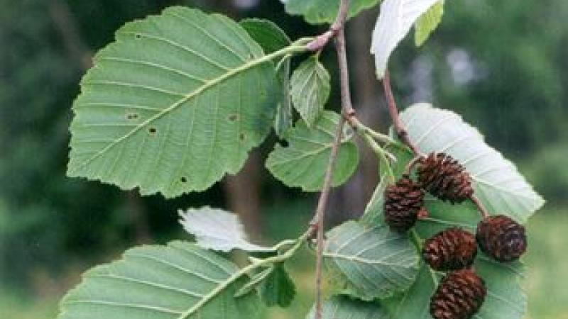 Plante : ALIN