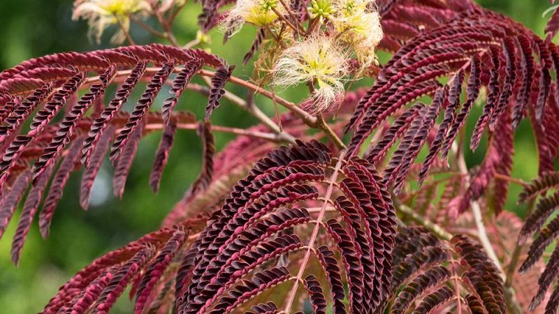 Plante : ALJUCHFO