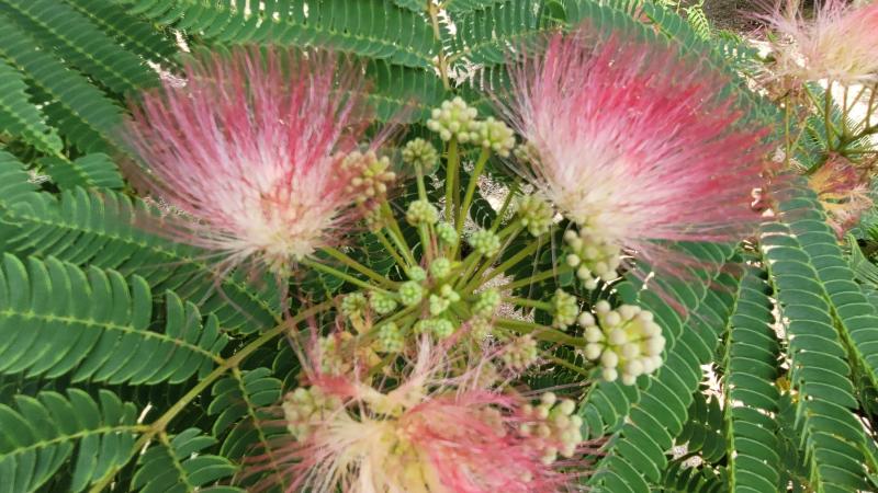 Plante : ALJUOM